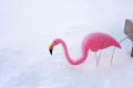 IMG_1897 flamingo in snow